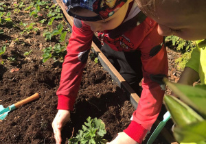 Dzieci sadzą sadzonki owocowe2